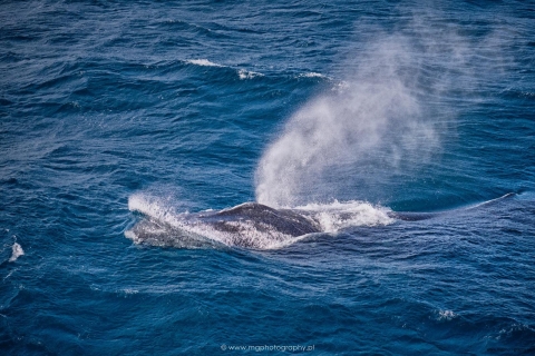 Whale 7